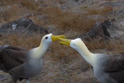 6785-espanola isl punta suarez waved albatross5.jpg