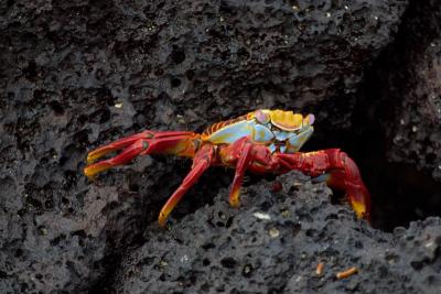 6856-floreana isl crab2.jpg