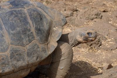 6869-santa cruz isl giant land tortoise3.jpg