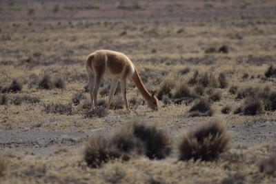 6934-colca canyon vicuna.jpg