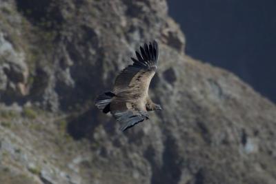 7053-colca canyon condor5.jpg