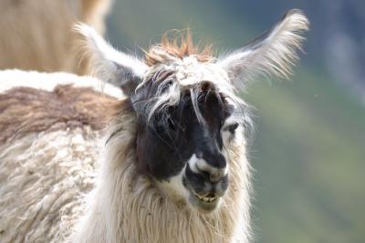 7388-machu picchu llama1.jpg