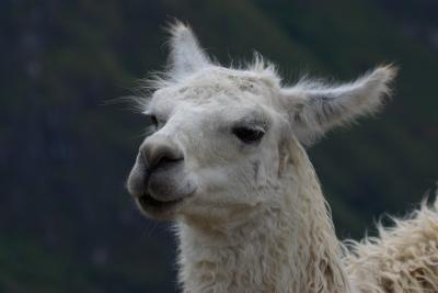 7401-machu picchu llama3.jpg