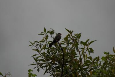 6558-papallacta cerro cerro bird.jpg