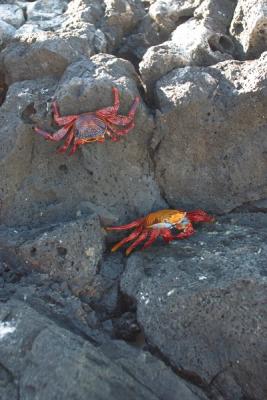 6581-santa cruz isl crabs.jpg