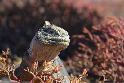 6606-south plaza isl land iguana1.jpg