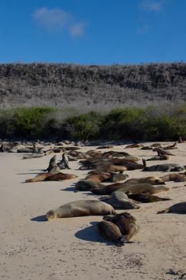 6655-santa fe isl sea lion1.jpg