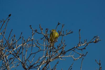 6675-santa fe isl yellow warbler.jpg