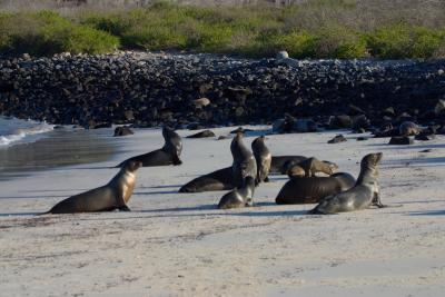 6677-santa fe isl sea lion3.jpg