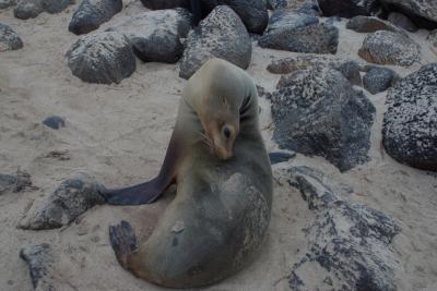 6679-espanola isl punta suarez sea lion1.jpg