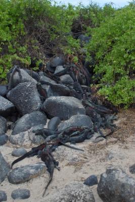 u30/curtlarson/medium/19137008.6680espanolaislpuntasuarezmarineiguanas.jpg