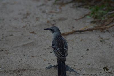 6682-espanola isl punta suarez cactus finch.jpg