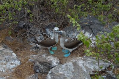 6698-espanola isl punta suarez blue footed boobie1.jpg