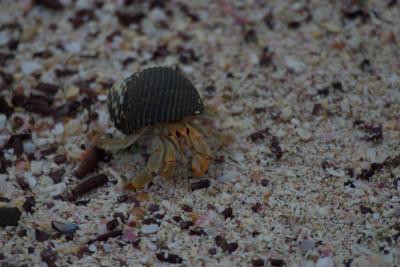 6701-espanola isl punta suarez crab.jpg