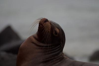 6703-espanola isl punta suarez sea lion2.jpg
