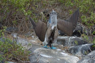 6708-espanola isl punta suarez blue footed boobie2.jpg