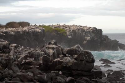 6711-espanola isl punta suarez.jpg