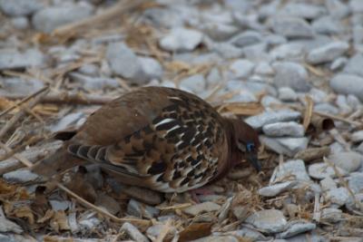 6716-espanola isl punta suarez galapagos dove.jpg