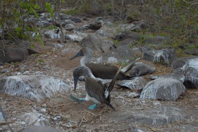 6717-espanola isl punta suarez blue footed boobie3.jpg