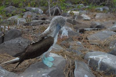 6722-espanola isl punta suarez blue footed boobie4.jpg