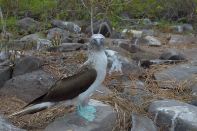 6723-espanola isl punta suarez blue footed boobie5.jpg