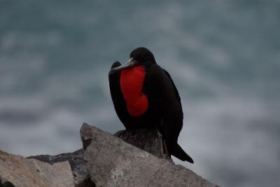 6740-espanola isl punta suarez frigate bird.jpg