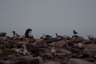 6744-espanola isl punta suarez birds.jpg