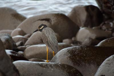 6754-espanola isl punta suarez night heron.jpg