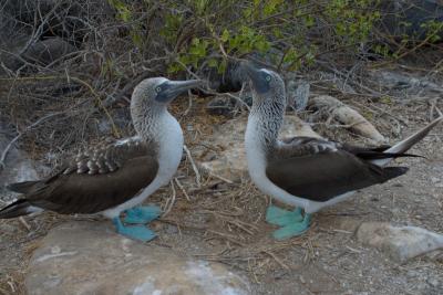 6762-espanola isl punta suarez blue footed boobie7.jpg