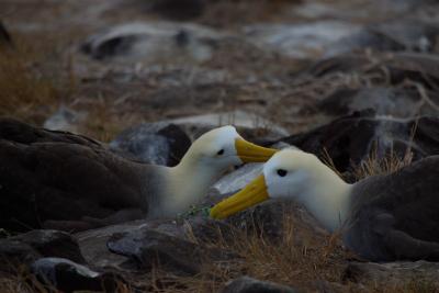 6768-espanola isl punta suarez waved albatross1.jpg
