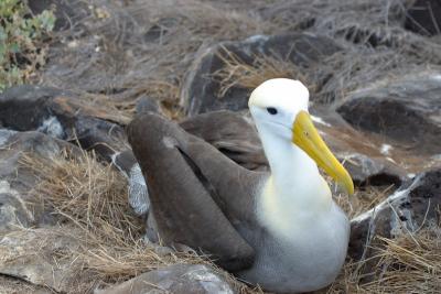 6771-espanola isl punta suarez waved albatross3.jpg