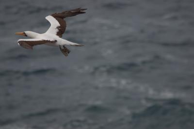 6789-espanola isl punta suarez swallow-tailed gull2.jpg