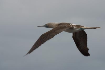 6790-espanola isl punta suarez blue footed boobie 8.jpg