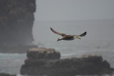 6795-espanola isl punta suarez waved albatross7.jpg