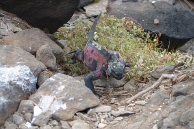 6797-espanola isl punta suarez marine iguana.jpg