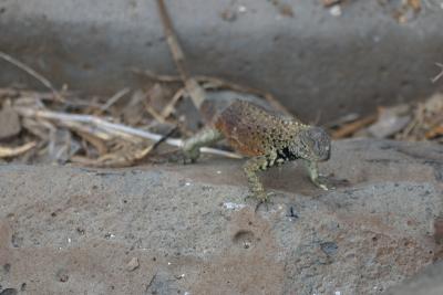 6805-espanola isl punta suarez lizard.jpg