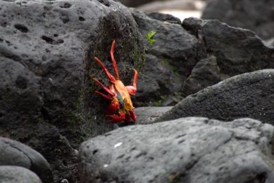 6807-espanola isl punta suarez crab.jpg