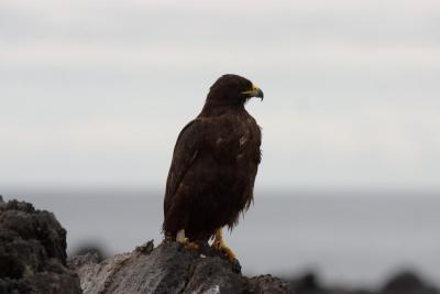 6808-espanola isl punta suarez galapagos hawk.jpg