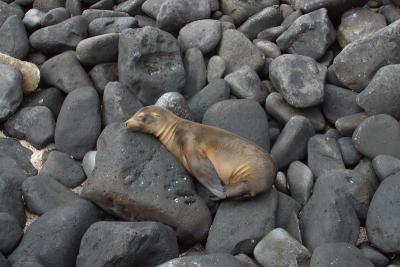 6811-espanola isl punta suarez sea lion.jpg