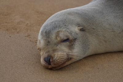 6820-floreana isl sea lion2.jpg