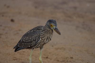 6822-floreana isl night heron.jpg