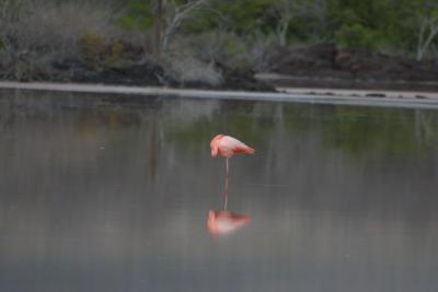 6829-floreana isl flamingo1.jpg