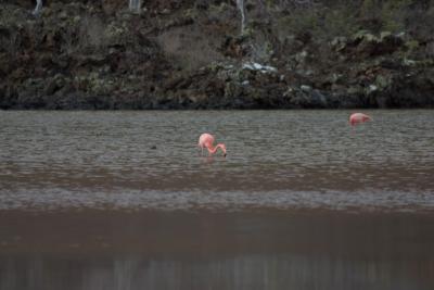 6834-floreana isl flamingo2.jpg