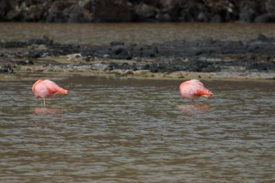6841-floreana isl flamingo3.jpg