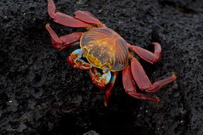 6851-floreana isl crab1.jpg