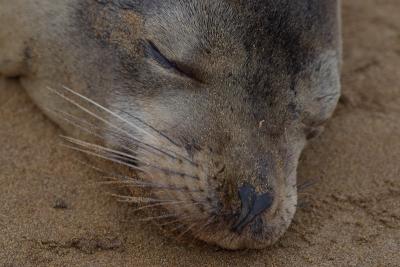 6857-floreana isl sea lion3.jpg