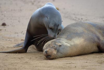 6860-floreana isl sea lion4.jpg