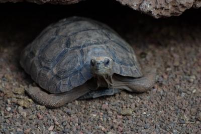 6863-santa cruz isl giant land tortoise1.jpg