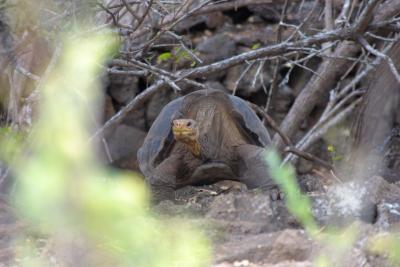 6867-santa cruz isl giant land tortoise2.jpg