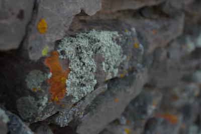 u30/curtlarson/medium/19137406.6988colcacanyonnearchivaslichen.jpg